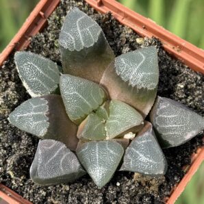 Haworthia comptoniana