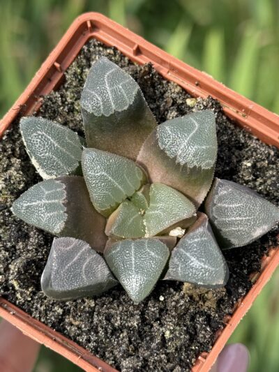 Haworthia comptoniana