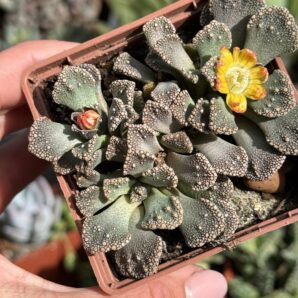 Titanopsis calcarea