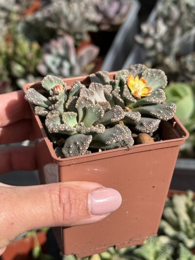 Titanopsis calcarea - Зображення 2