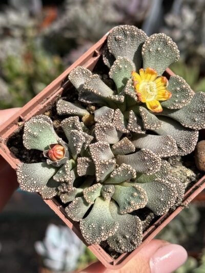Titanopsis calcarea - Зображення 3