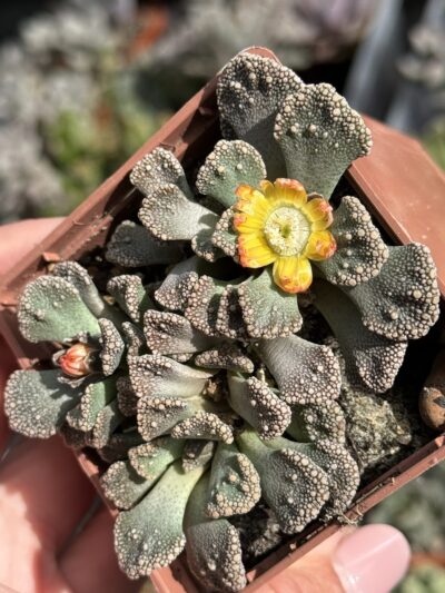 Titanopsis calcarea - Зображення 4