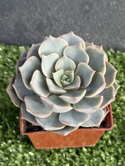 Echeveria hibr - Зображення 3