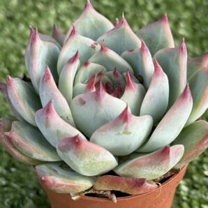 Echeveria chihuahuensis Ruby Blush