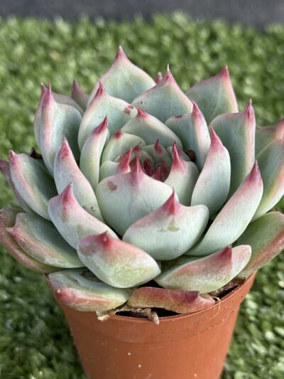 Echeveria chihuahuensis Ruby Blush