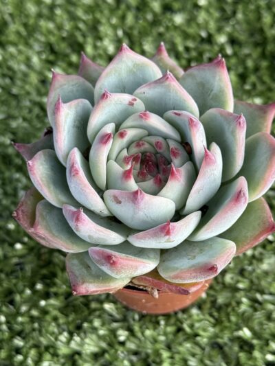 Echeveria chihuahuensis Ruby Blush - Зображення 2