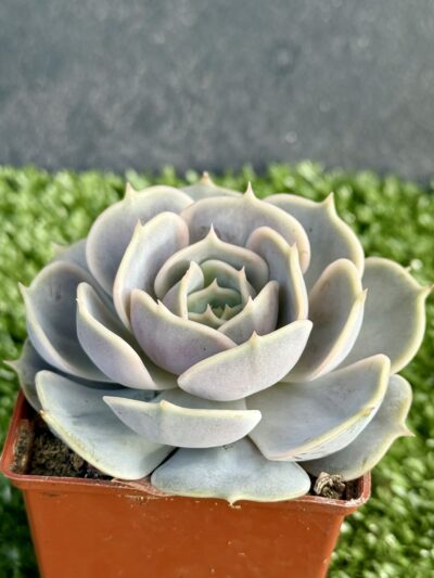 Echeveria lilacina x Debbie - Зображення 2