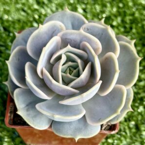 Echeveria lilacina x Debbie