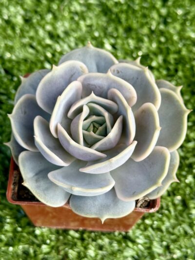 Echeveria lilacina x Debbie