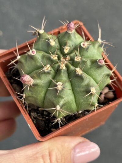 Gymnocalycium anisitsii - Зображення 2