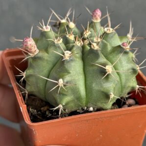 Gymnocalycium anisitsii