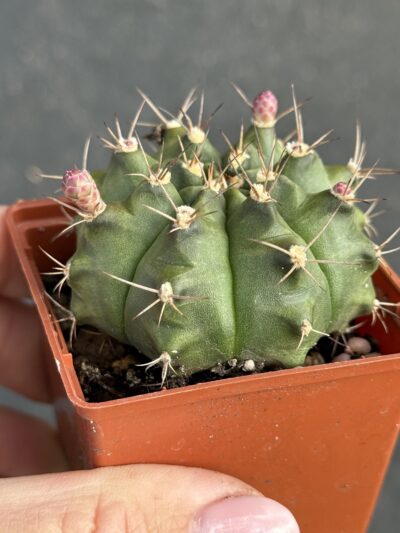 Gymnocalycium anisitsii