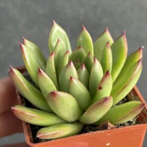 Echeveria agavoides Cristmas
