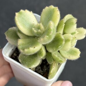 Cotyledon tomentosa variegata