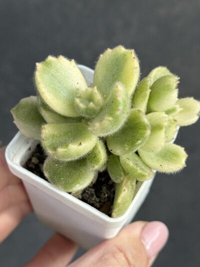 Cotyledon tomentosa variegata