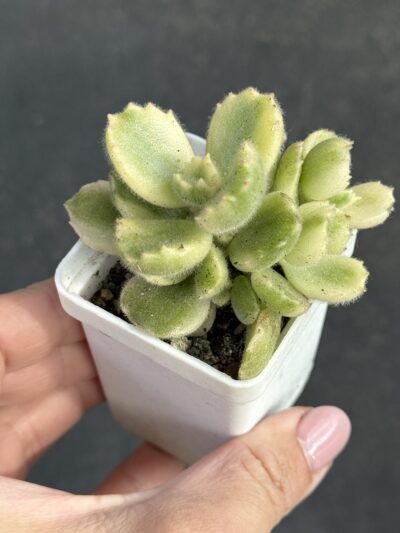 Cotyledon tomentosa variegata - Зображення 2