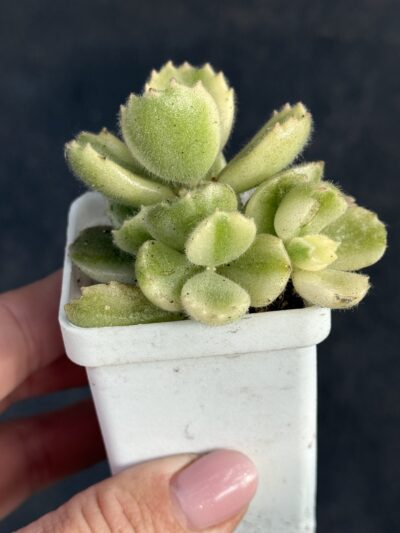Cotyledon tomentosa variegata - Зображення 3