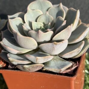 Echeveria hibr