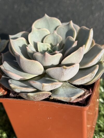 Echeveria hibr