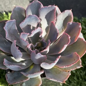 Echeveria Neon Breakers