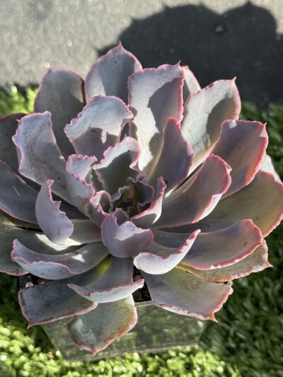 Echeveria Neon Breakers