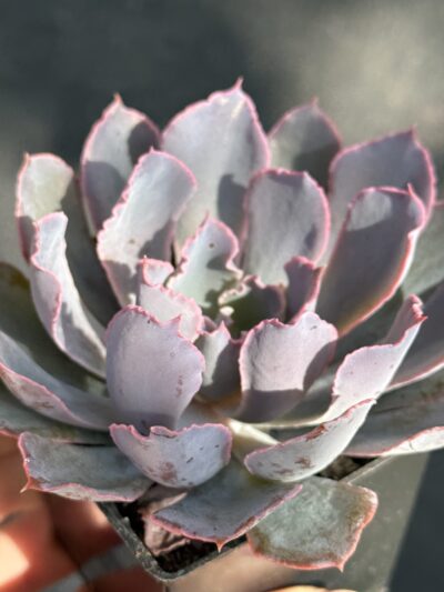 Echeveria Neon Breakers - Зображення 2