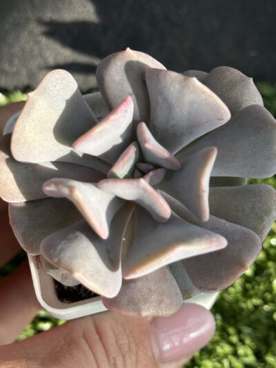 Echeveria Cubic Frost - Зображення 2