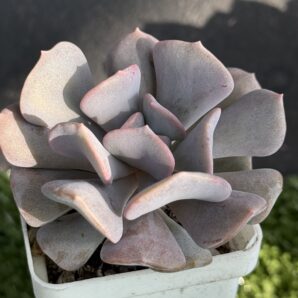 Echeveria Cubic Frost