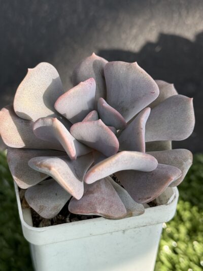 Echeveria Cubic Frost