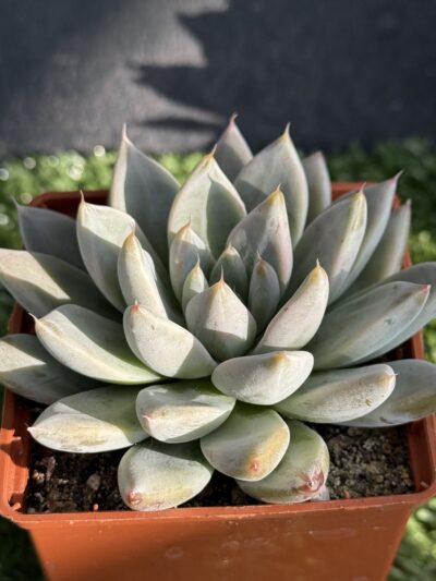 Echeveria tolimanensis Night cloud - Зображення 2