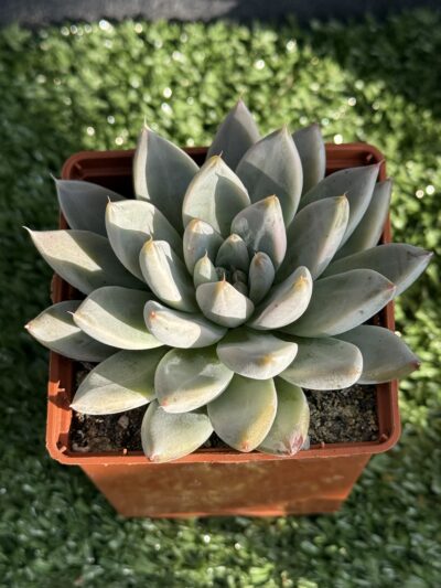 Echeveria tolimanensis Night cloud - Зображення 3