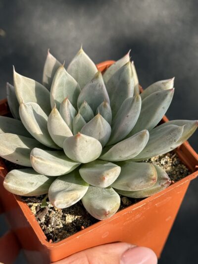 Echeveria tolimanensis Night cloud - Зображення 4