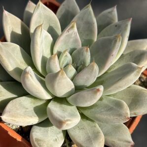 Echeveria tolimanensis Night cloud