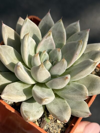 Echeveria tolimanensis Night cloud