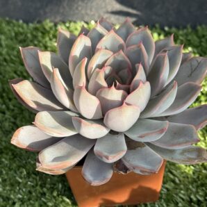 Echeveria Orion