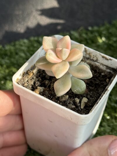 Sedum clavatum variegata - Зображення 2