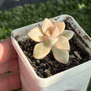 Sedum clavatum variegata