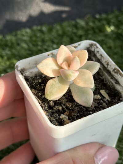 Sedum clavatum variegata
