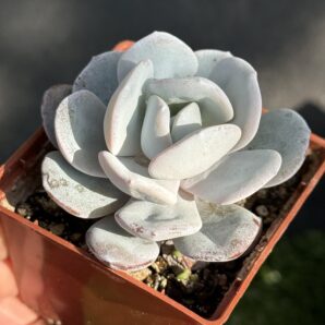 Echeveria laui
