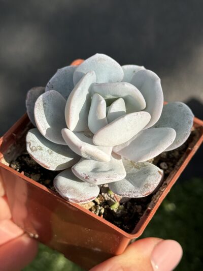 Echeveria laui