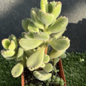 Cotyledon tomentosa variegata