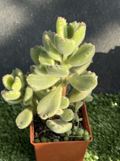 Cotyledon tomentosa variegata
