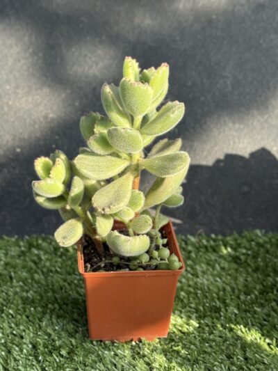 Cotyledon tomentosa variegata - Зображення 2