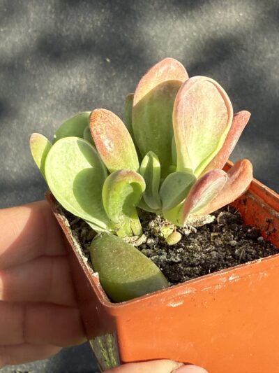 Kalanchoe Oricula
