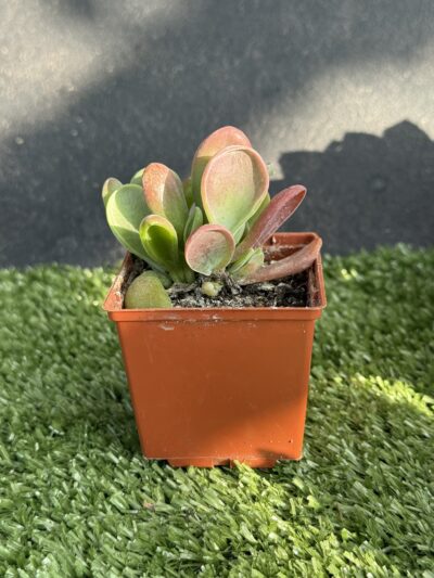 Kalanchoe Oricula - Зображення 3