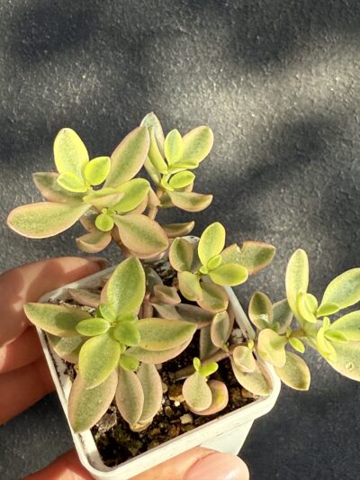 Crassula volkensii variegata - Зображення 2
