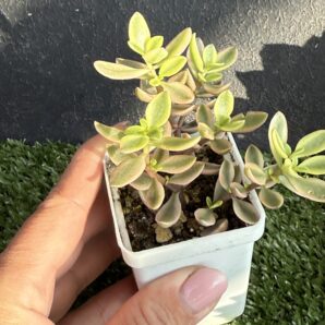 Crassula volkensii variegata