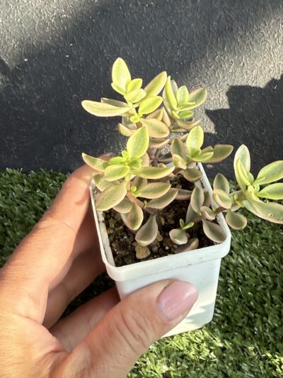 Crassula volkensii variegata