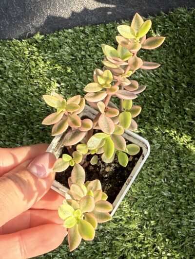 Crassula volkensii variegata
