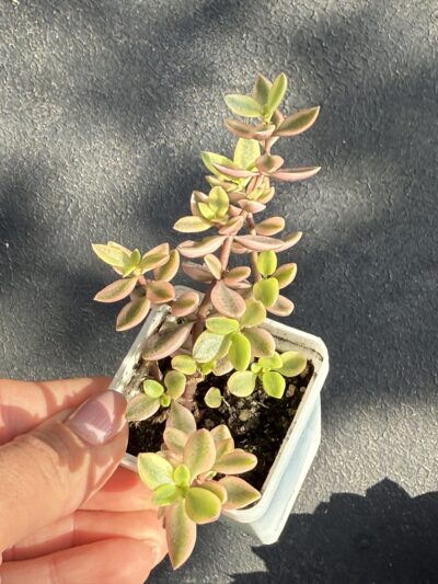 Crassula volkensii variegata - Зображення 2